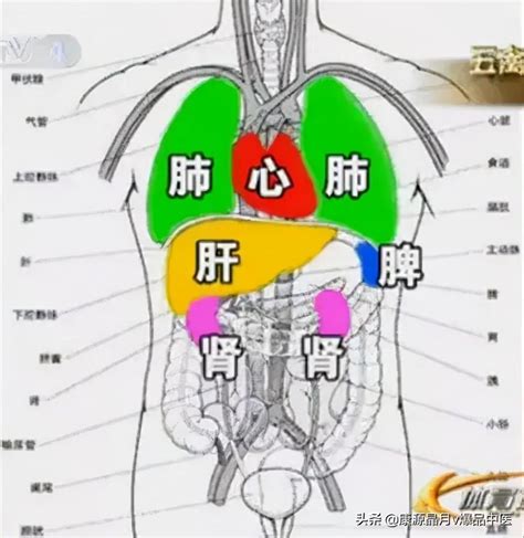 心肝脾肺腎情緒|中醫知識 